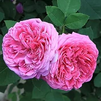Heirloom Damask Rose Plant Seeds for Planting Non-GMO Garden Seeds Beautiful Flower Seeds for Growing Dhara Seeds