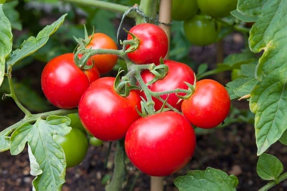 Tomato Solanum Lycopersicum Fourth of July Vegetable Seeds for Planting – Perfect for Stuffing and Early Harvest in Kitchen Garden
