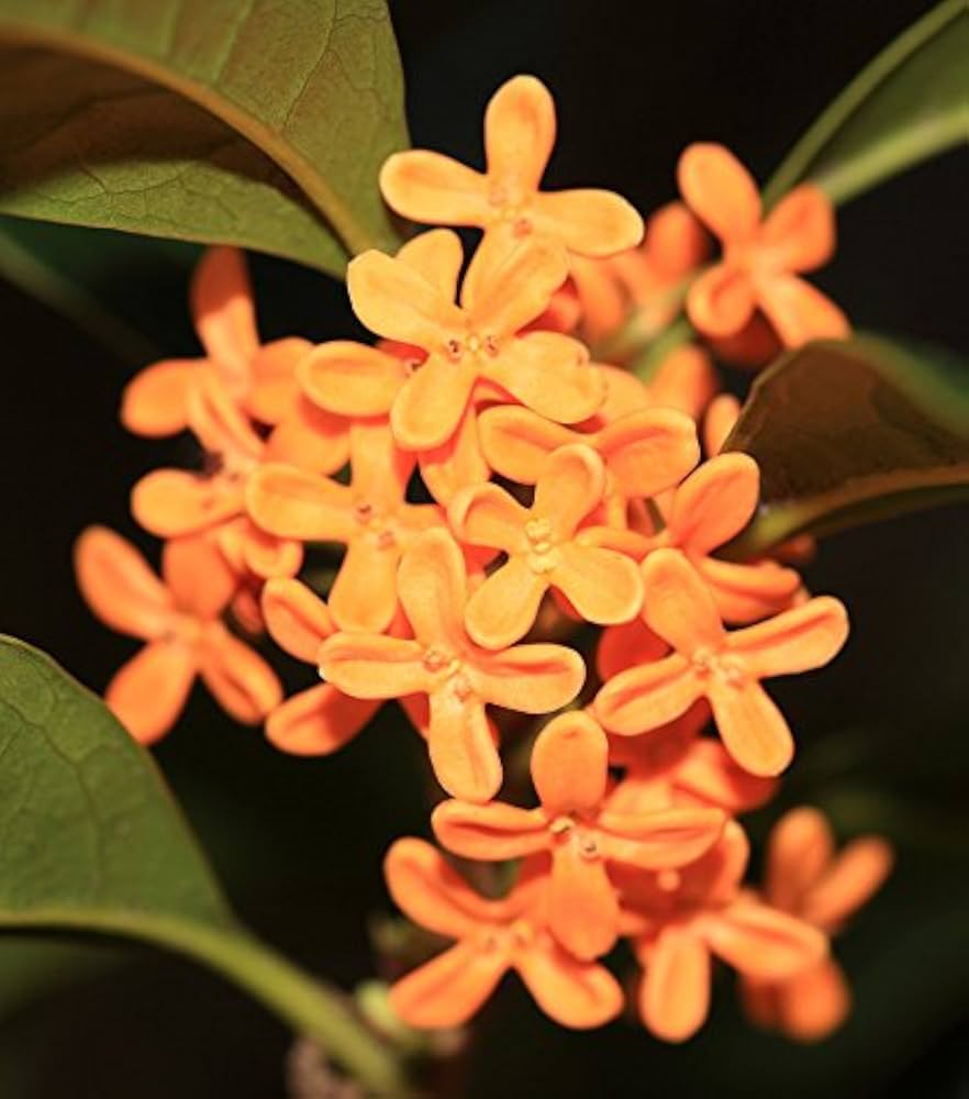 Fragrans Flower Seeds (Light Orange) – Fresh Seeds for Planting Sweet-Scented Blooms
