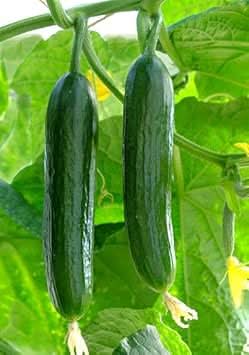 Dark Green Cucumber Vegetable Seeds for Planting heirloom & Non-GMO Seeds