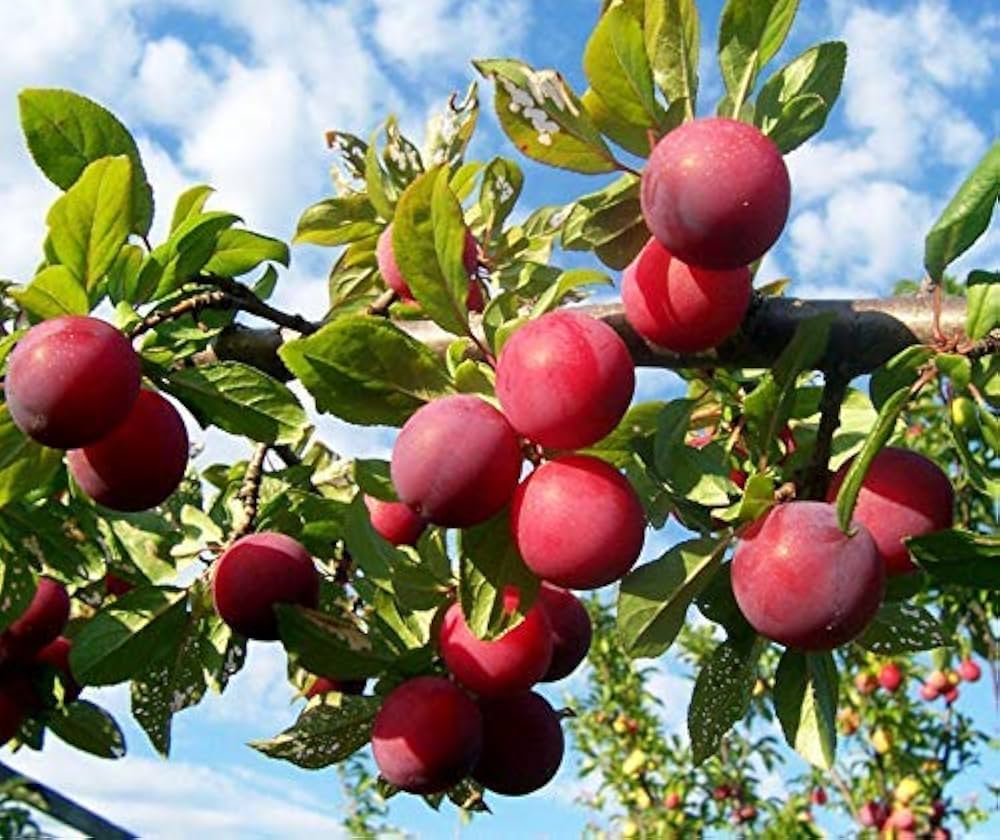 Indian Plum (Zizyphus mauritiana)