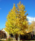 Quaking Aspen Populus Tremuloides Heirloom Non Gmo Image