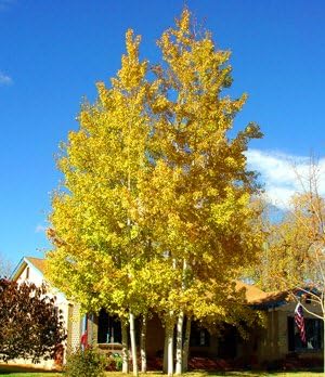 Quaking Aspen Populus Tremuloides Heirloom Non Gmo Image