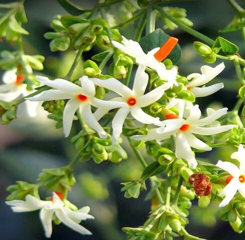 White Harsingar Flower - Heirloom, Non - Gmo Seeds