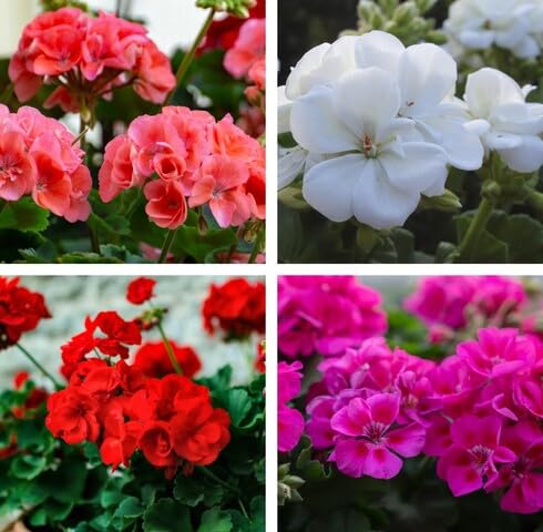 Mixed Geranium Flower