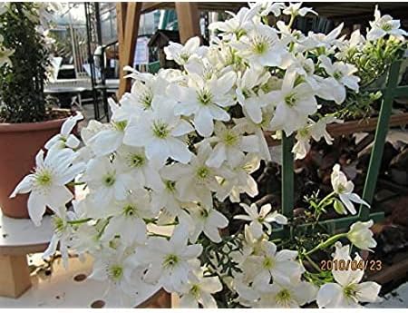 Heirloom Non-GMO White Clematis Flower Seeds for Planting – Climbing Vine Blooms for Trellises for planting in your garden.