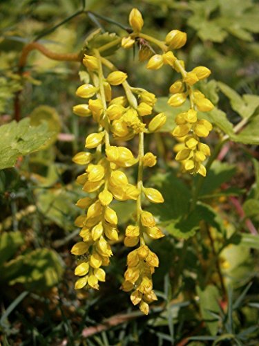 Yellow Chiastophyllum Flower Seeds for Planting - 100