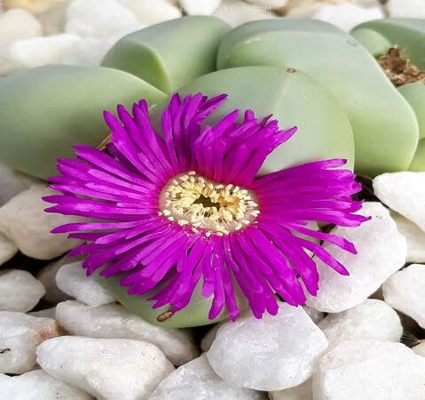 Pink Argyroderma Flower - Heirloom, Non - Gmo Seeds
