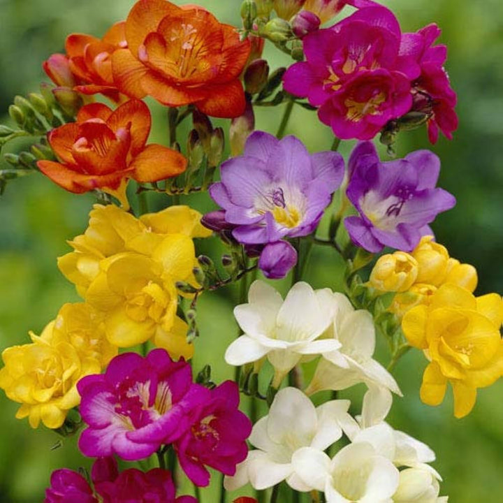 Multi Freesia Flower Seeds for Planting, Fresh, NON GMO Seeds