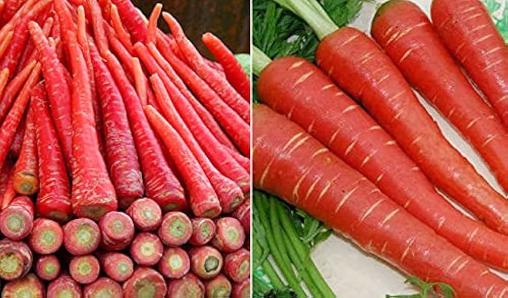 Red Carrot Seeds for Planting in Home Garden for Nutritious Vegetables and DIY Cooking Projects