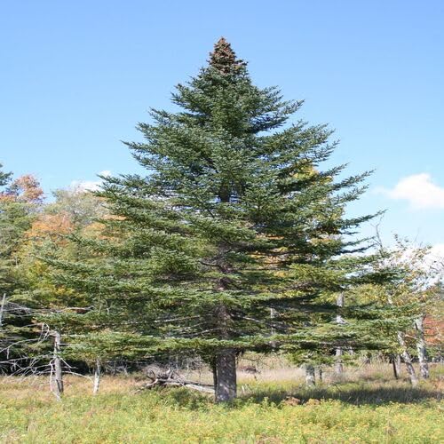 Green Abies Tree - Heirloom, Non - Gmo Seeds