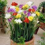 Mixed Color Freesia Flower Seeds – Non-GMO Spring Seeds for Vibrant Garden Blooms Dhara Seeds