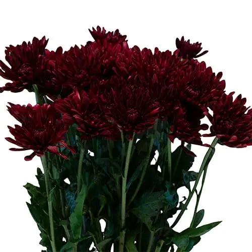 non-gmo-heirloom-chrysanthemum-flower-seeds

