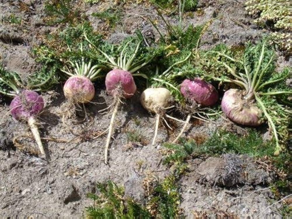 Black Maca Seeds pcs Organic From Peru