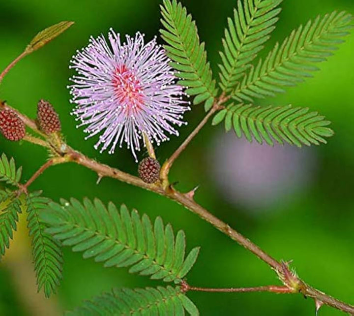 Mixed Mimosa Pudica Plant Seeds for Planting 100