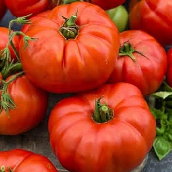 Giant Tomato Seeds for Planting, Red