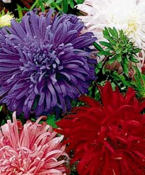 Giant Multi Aster Flower Seeds – Heirloom, Non-GMO Seeds for Planting Colorful Blooms seeds for planting in home garden