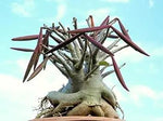 Maroon Adenium Plant Seeds for Planting - NON GMO Seeds Dhara Seeds