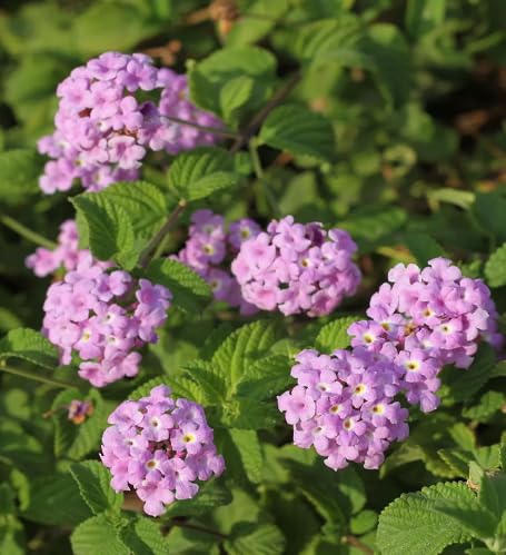 Purple Lantana Flower