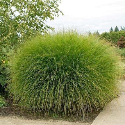 Miscanthus Green - Heirloom, Non - Gmo Seeds
