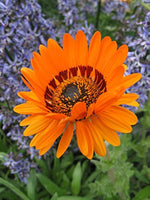 Arctotis fastuosa showy flower seeds for city garden flower beds