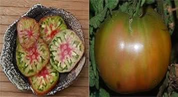 Green Tomato Solanum lycopersicum for planting in home garden