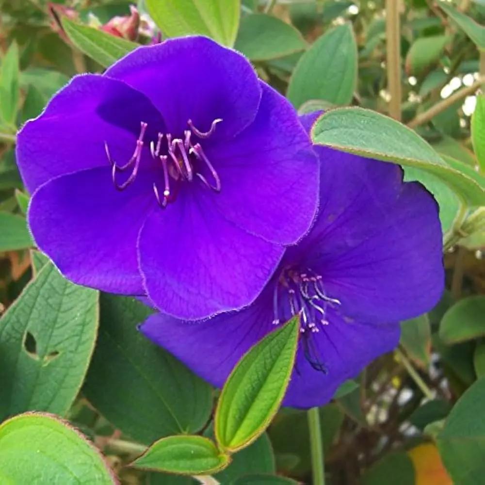 Blue Mandevilla Sanderi Flower Seeds for Planting - Heirloom Seeds for Home Garden Dhara Seeds