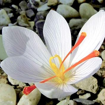 White Crocus Flower Seeds for Planting - 100 seeds for planting in home garden