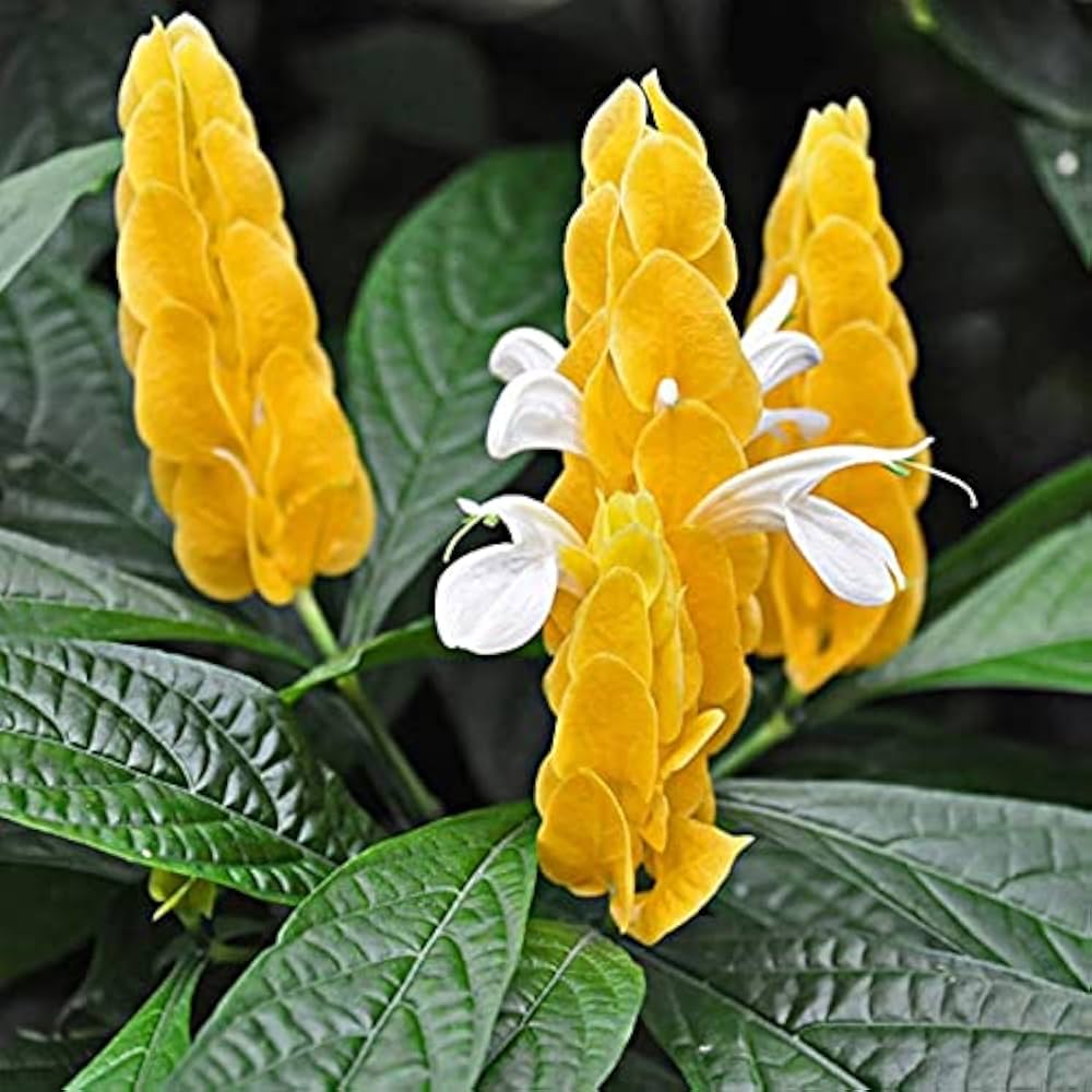Golden Shrimp Pachystachys Lutea Flower Seeds for Planting – Ideal for Tropical Gardens and Decorative Pots
