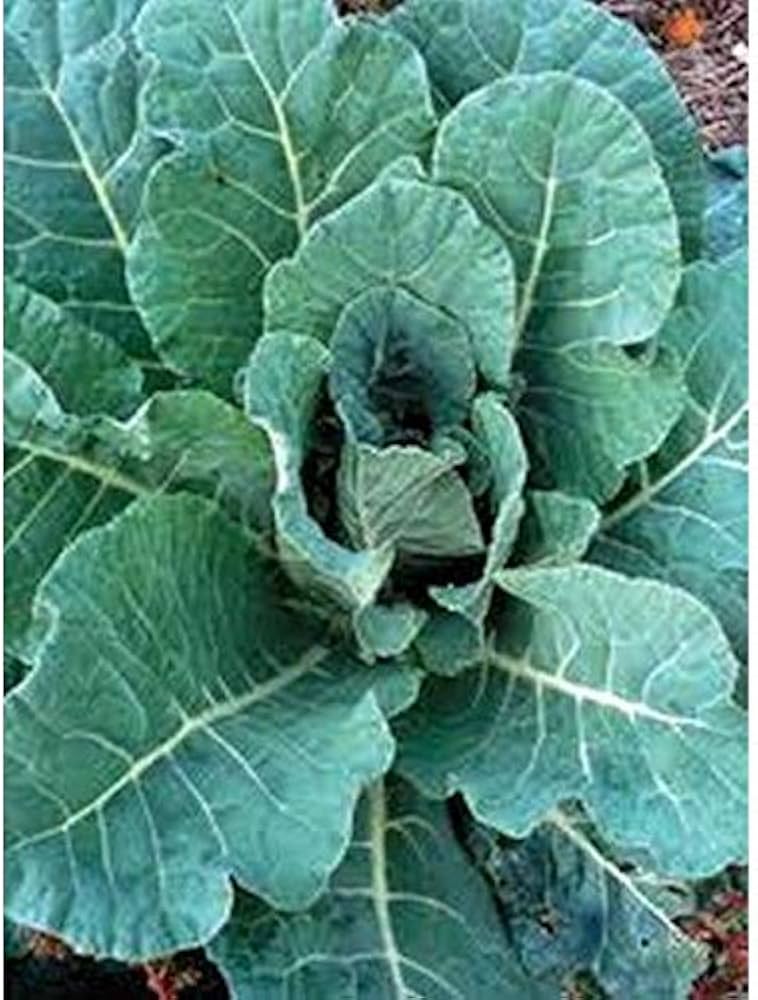 Heirloom Champion Collard Greens Seeds