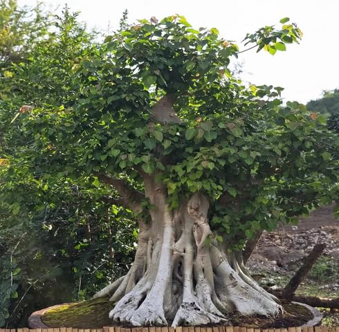 Green Ficus Religiosa Tree - Heirloom, Non - Gmo Seeds
