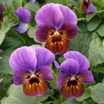 Viola Engel Blueberry Glow flower seeds for striking violet blooms