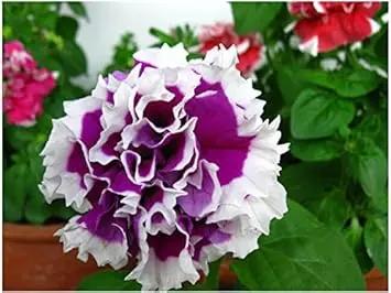 Violet & White Petunia Seeds for Planting - Heirloom, NON-GMO Flower Seeds for Garden Blooms Dhara Seeds