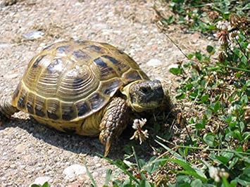 Mix Hermann Testudo Heirloom Non Gmo Image