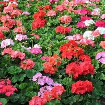 Multi-Color Geranium Flower seeds for Planting - Heirloom & Non-GMO Seeds for Home Garden Dhara Seeds