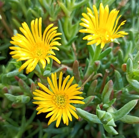 Yellow Lampranthus Flower - Heirloom, Non - Gmo Seeds