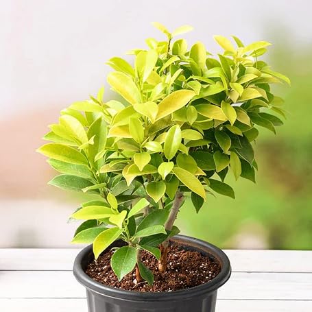 Green Ficus - Heirloom, Non - Gmo Seeds