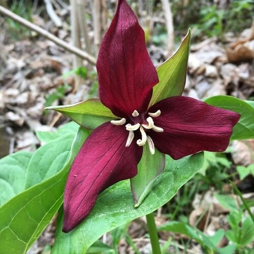 Maroon Trillium Flower
