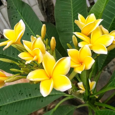 Yellow Plumeria Flower - Heirloom, Non - Gmo Seeds