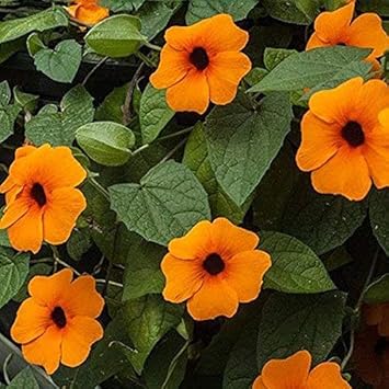 Orange Thunbergia Flower Heirloom Non Gmo Image