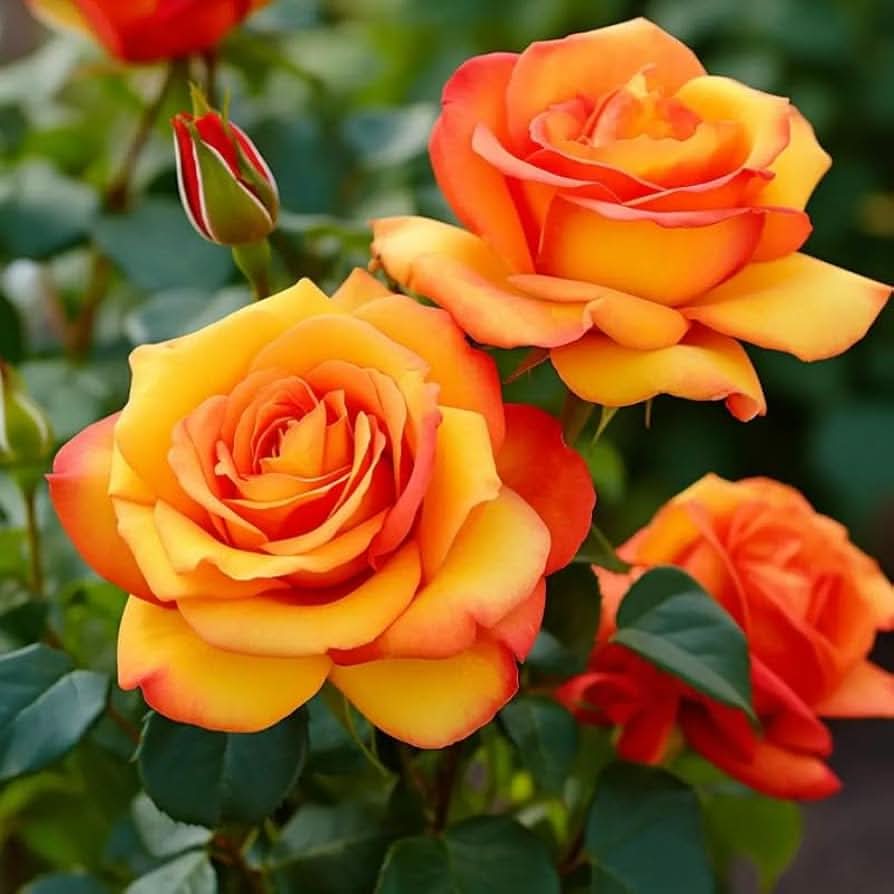 Polyantha Rose Climbing Plant Mix Flower Seeds, Yellow