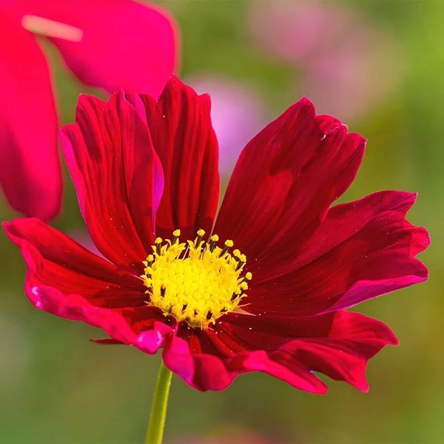 Cosmos bipinnatus Dazzler for home garden