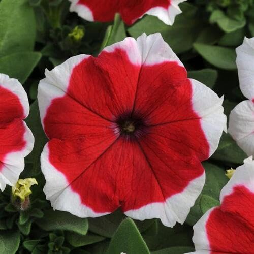 Red White Petunia Flower - Heirloom, Non - Gmo Seeds