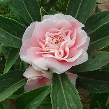 Pink Balsam Camellia Seeds for Planting – Organic, Heirloom, Non-GMO Flower Seeds