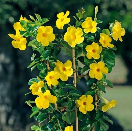 Yellow Dipladenia Flower - Heirloom, Non - Gmo Seeds