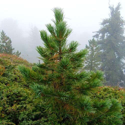 Green Pinus Cembra Tree - Heirloom, Non - Gmo Seeds