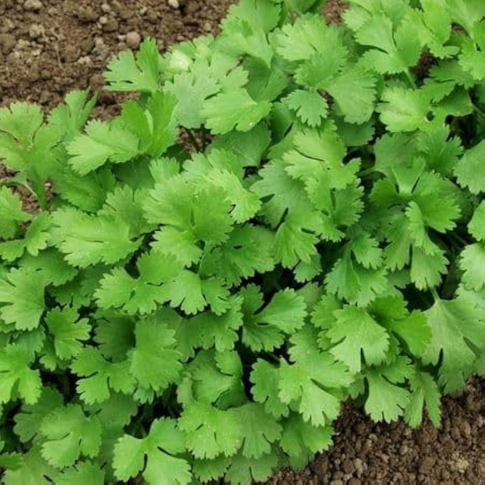 Green Cilantro Seeds for Planting