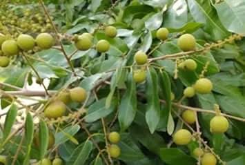Lush Longan Fruit Seeds - Perfect for Adding Greenery and Sweetness to Your Garden