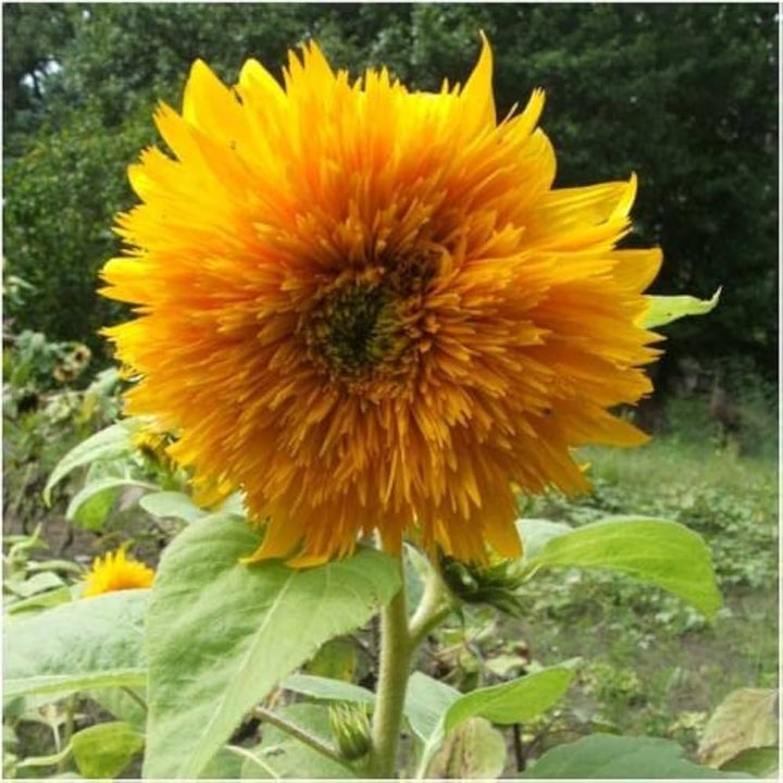 Helianthus Salicifolius Flower Seeds for Planting - 100 pcs