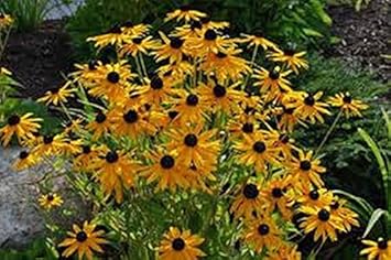 Yellow Rudbeckia Flower Seeds for Planting 100